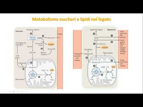Video: Quale aminoacido viene deaminato ossidativamente nel fegato?