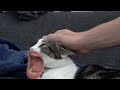 Cats with Man's Mouth | meow