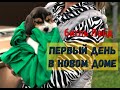 Первый день бигля Лойда в новой семье| Покупка бигля| First day of a puppy beagle in a new family