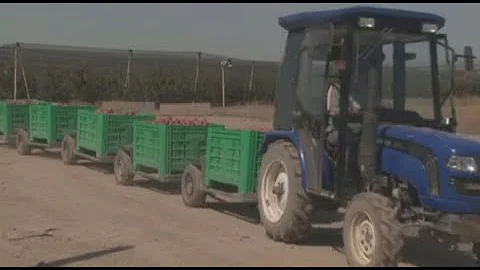 Алматинские яблоки будут поставлять на экспорт