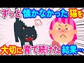 【2chほっこり】保健所から保護した猫を飼うことに→ある日から猫の様子がおかしい…