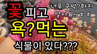 Wrap your succulent flowers with love~ㅎㅎ How to care for the flower stalks at this time of year