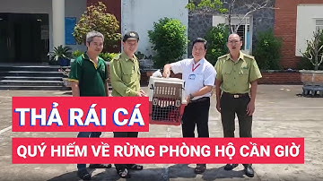 Thả rái cá quý hiếm về rừng phòng hộ Cần Giờ