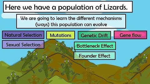 Population Genetics (AP Bio 7.4)