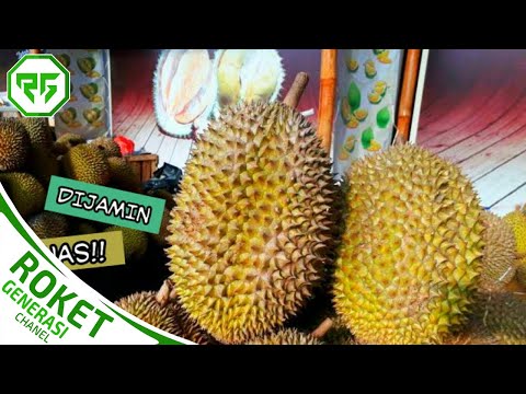 Buah Durian Yang Paling Besar Di Dunia