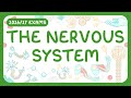 Understanding the Nervous System