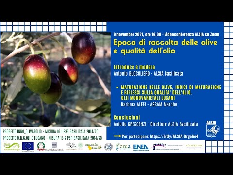 Epoca di raccolta delle olive e qualità dell&rsquo;olio - seminario ALSIA in videoconferenza del 9.11.2021