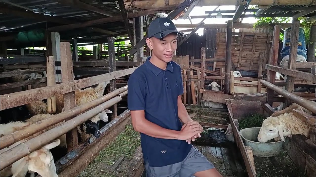 Anak Muda Sukses Beternak Domba #domba #dombakontes #viral #shorts #fyp #trending