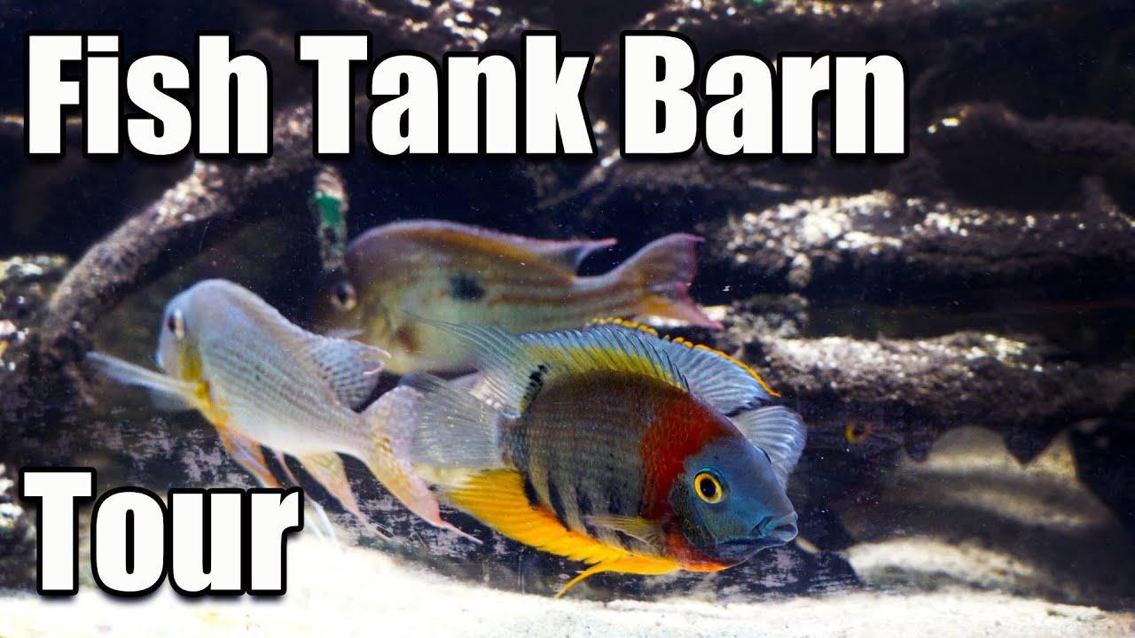 Fish Tank Barn Tour A Fish Room Filled With Endangered Fish! YouTube