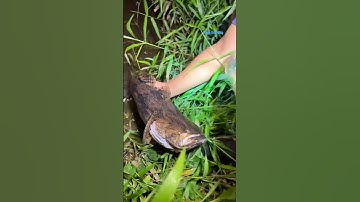 Cá Lớn - câu Cá Bống Tượng Khổng Lồ đơn giản 😱 #khacthuyvlogg