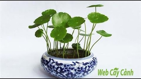 Cây cỏ đồng tiền và ý nghĩa phong thủy