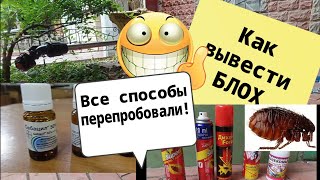 КАК ИЗБАВИТЬСЯ ОТ БЛОХ в доме и квартире.Наш опыт.