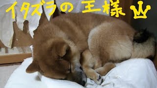 イタズラ王 アズ&コタ柴犬ファミリーの日常 やりすぎ!!!イタズラくん 検索動画30 イタズラ王 アズ&コタ柴犬ファミリーの日常 やりすぎ!!!イタズラくん 検索動画 30