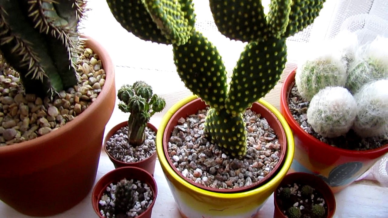 END OF APRIL 2019 CACTI AND SUCCULENT TOUR
