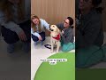 Day in the Life: Pepa #childrensatl #dayinthelife #therapydog #pediatrics