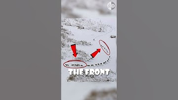 De virale foto van de wolvenroedel ontkracht #dieren #wildedieren