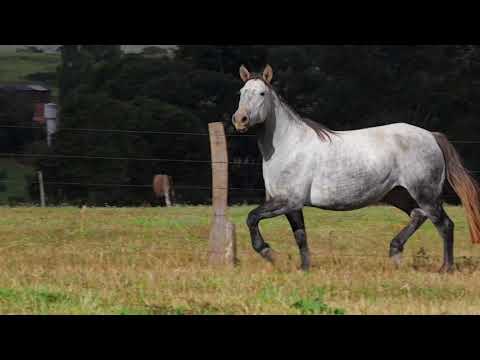 Lote 52 - DKP Invernada