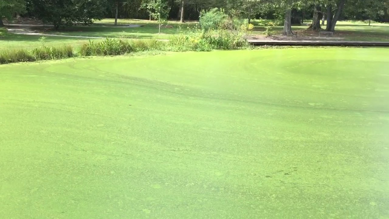 green water - YouTube