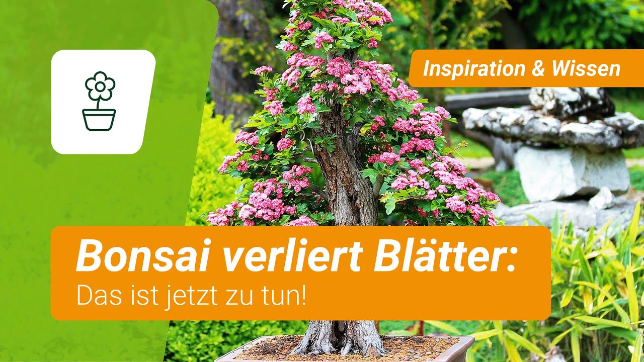 Bonsai verliert Bltter: DARAN liegt's