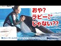 ラビーちゃんじゃない？珍しいカップリングですね〜【2023年11月14日】鴨川シーワールドのシャチさんたち