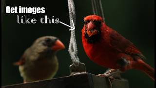 5 Tips for Better Backyard Bird Photography! - From a 4-year bird photographer