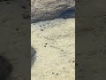 Fish just chilling with his friends. #australia #beach #fish