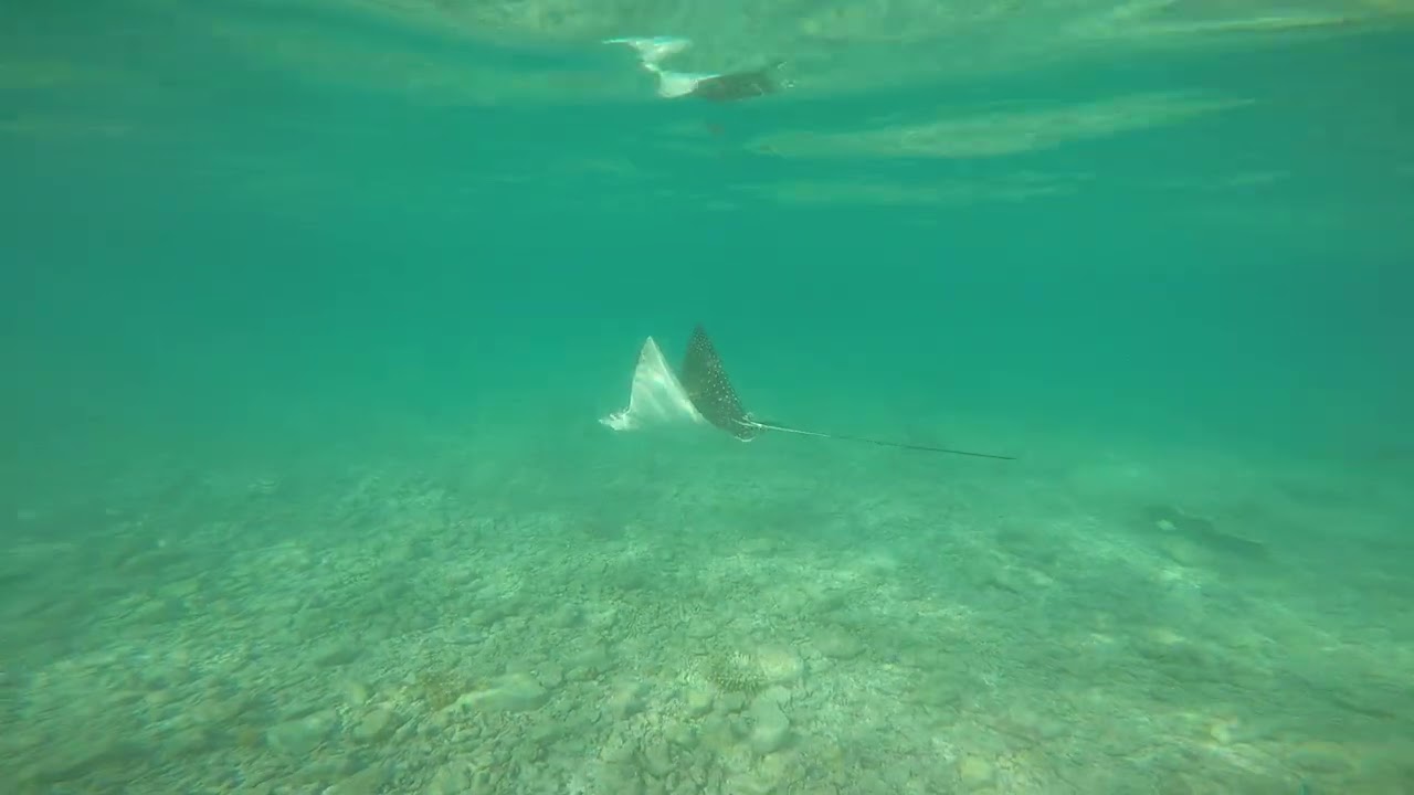 Maldiverne 2026 Snorkling 5 Rays & Shark