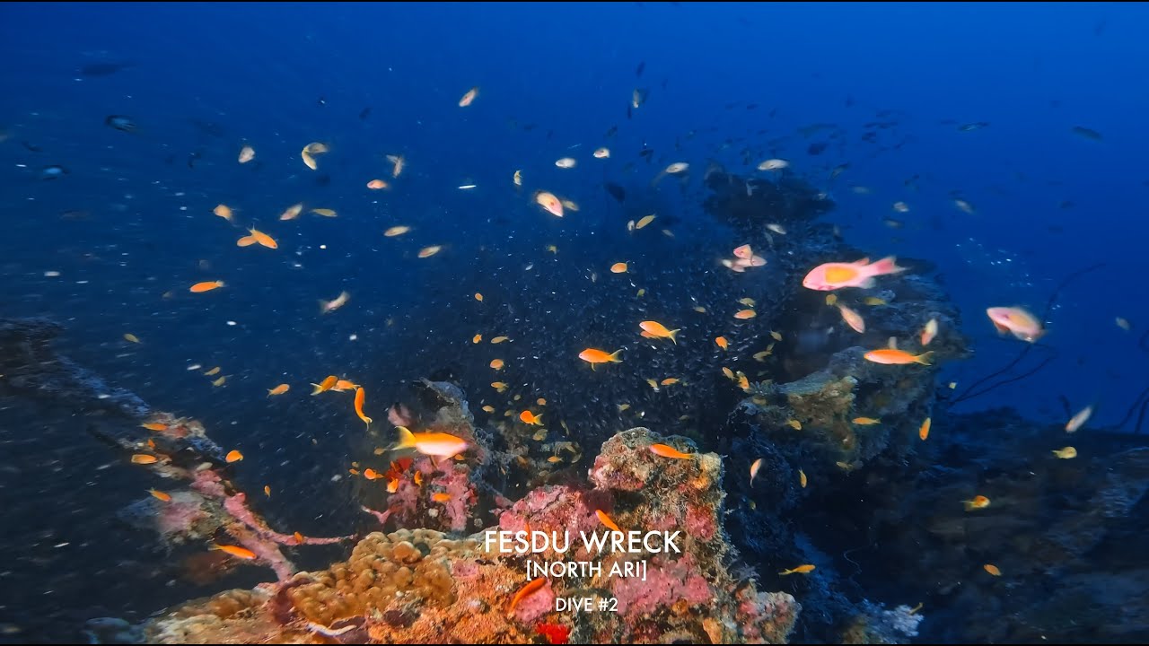 Maldives #02 - Fesdu Wreck [North Ari]