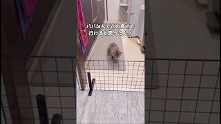 パパなんでこの高さで入って来れんと思ったん？猫やで。こうなるやろ #サイベリアン #子猫 #shorts