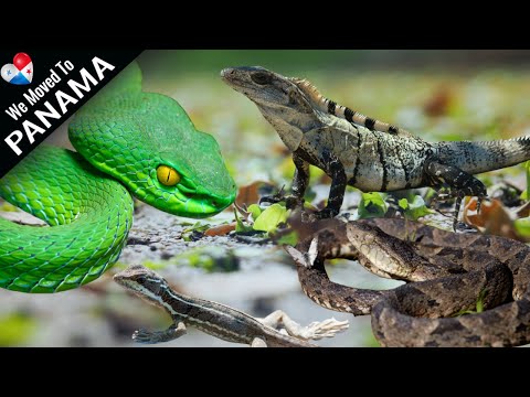 Video: Sentraal-Amerikaanse slange: spesies en gesinne