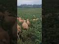 Soja com valor baixo,vira alimento para Carneiro. Excelente fonte de proteína. #soja #carneiro #agro