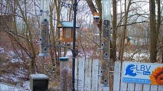 Sperber an der Futterstelle
