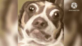 Mr Bubz The Dog But Is Distorted (Content Aware Scale) #funny #dog #memes