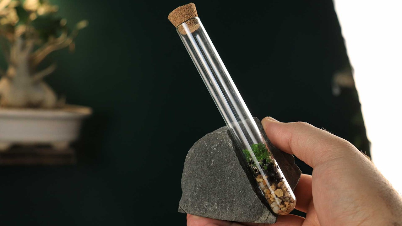 A Tiny Green World for Your Desk: Monte Carlo Terrarium DIY