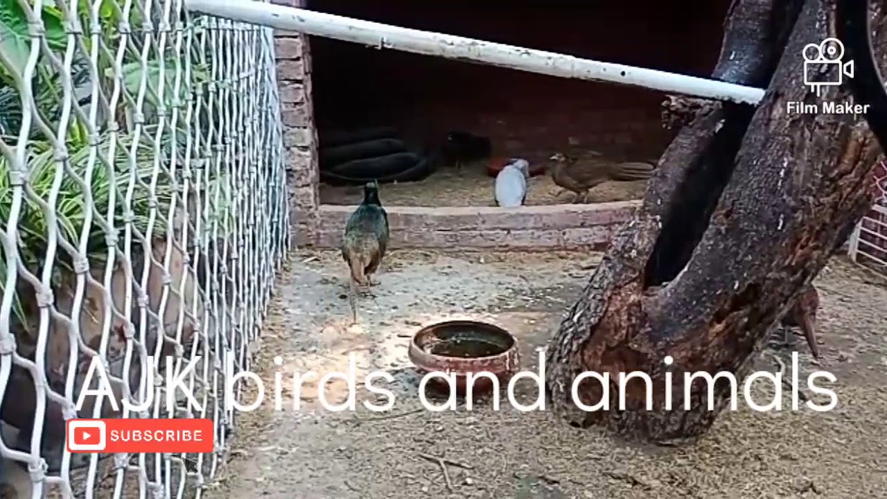 Silver Pheasant Pair  For Sale PKR. 19000| Silver Pheasant | Wild Hen | Bankookar  for sale