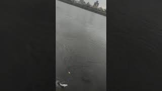 20201225士林抽水站空鉤釣烏魚