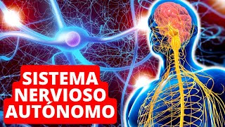 The AUTONOMOUS NERVOUS SYSTEM explained: functions and structure 🧠 by Lifeder Educación 28,561 views 1 year ago 11 minutes, 11 seconds