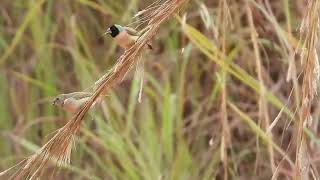 Bird Watching Lee Point Darwin Featuring Gouldian Finches