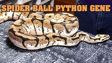 All about Spiders!  REAL ADULT SPIDER BALL PYTHON COMBOS!!