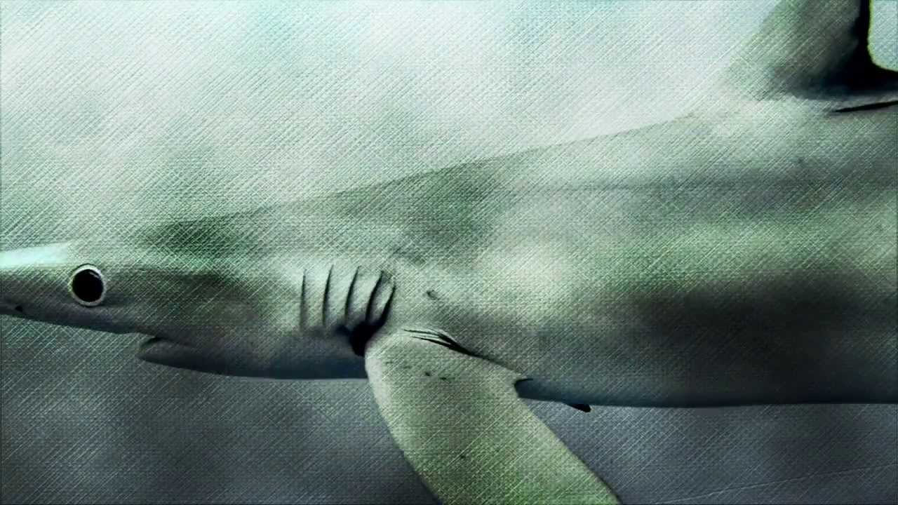 shark conservation foundation Elasmo 4 - Blue Sharks