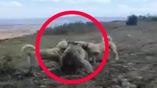When Animals Go On A Rampage And Got Caught On Camera