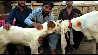 Gulabi goats ka patha |  Gulabi Bakri ka chota breedar | Gulabi Bakri | chota gulabi breedar