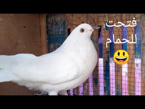 فتحت للحمام الصبح بدرى