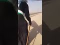 رجل كبير في العمر عمره ١١٠ عام يذهب مشيأ على الاقدام الى الامام الحسين ع لبيك يا حسين