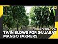 Iran War And Bad Weather Crush Gujarat Mango Farmers With Heavy Losses | WION Dispatch
