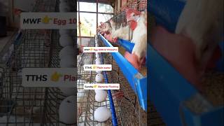 Gawin Mo Ito Para Mataas Ang Egg Production Ng Layer Chicken Mo