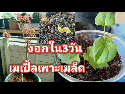 วีดีโอ: Abutilon จากเมล็ดที่บ้าน (23 รูป): การเพาะปลูกลูกผสม 