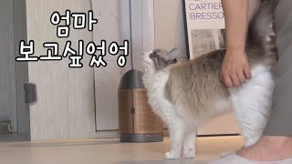 깡 춤추는 고양이 | 분명 Hello” 라고 말한것 같은데.. 아님말고😅 | 말하는 고양이 by 무무네 일상 561 views 9 months ago 7 minutes, 17 seconds