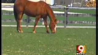 Abused horse gets second chance after abandonment.