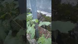 Anggur Nizina. Diserang Ulat
